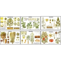 Плакаты ПРОФТЕХ "Классификация растений" (10 пл, винил, 70х100) - «globural.ru» - Махачкала