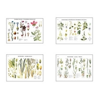 Плакаты ПРОФТЕХ "Систематика растений" (4 пл, винил, 70х100) - «globural.ru» - Махачкала