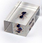 Комплект микропрепаратов для стереомикроскопа - «globural.ru» - Махачкала