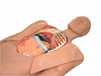 Муляж оперируемого пациента с экскурсией в грудную клетку и маской наркоза - «globural.ru» - Махачкала