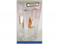 Влажный препарат Креветка - «globural.ru» - Махачкала