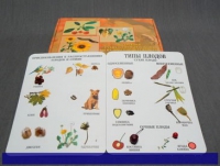 Коллекция "Семена и плоды" (вариант 1) - «globural.ru» - Махачкала