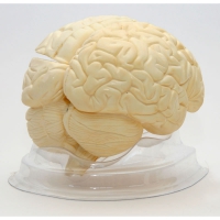 Модель "Мозг в разрезе" (белый) - «globural.ru» - Махачкала