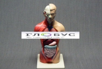 Торс человека 42 см  - «globural.ru» - Махачкала