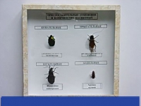 Коллекция энтомологическая "Приспособительные изменения в конечностях насекомых" - «globural.ru» - Махачкала