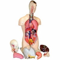 Торс человека разборный (42 см.) - «globural.ru» - Махачкала