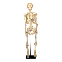 Скелет человека на штативе (85 см) - «globural.ru» - Махачкала