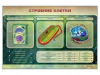 Электрифицированный стенд "Строение клетки" с маркерными полями - «globural.ru» - Махачкала