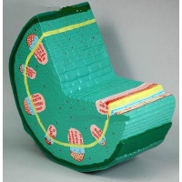 Модель "Стебель растения" - «globural.ru» - Махачкала