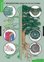 Биология. Растение - живой организм (комплект таблиц) - «globural.ru» - Махачкала