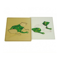 Строение лягушки с контуром - «globural.ru» - Махачкала