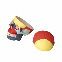 Модель "Череп человека с раскрашенными костями" - «globural.ru» - Махачкала