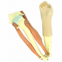 Модель локтевого сустава подвижная - «globural.ru» - Махачкала