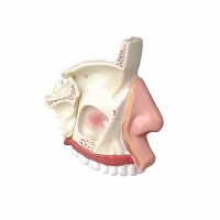 Модель носа в разрезе - «globural.ru» - Махачкала