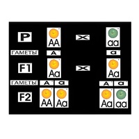 Модель-аппликация "Моногибридное скрещивание" (ламинированная) - «globural.ru» - Махачкала