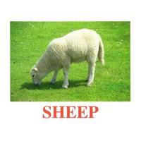 "Domestic Animals" ("Домашние животные") английские карточки Домана - «globural.ru» - Махачкала