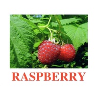 "Berries-1" ("Ягоды-1") английские карточки Домана - «globural.ru» - Махачкала