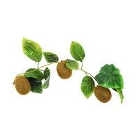 Муляж "Ветка киви" - «globural.ru» - Махачкала