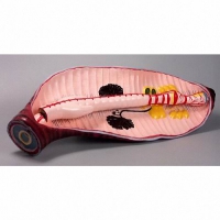 Модель "Дождевой червь" - «globural.ru» - Махачкала