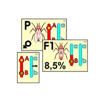 Модель-аппликация "Перекрест хромосом" (ламинированная) - «globural.ru» - Махачкала