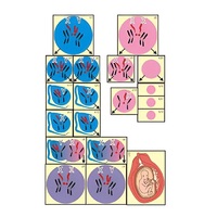 Модель-аппликация "Гаметогенез у человека и млекопитающих" (ламинированная) - «globural.ru» - Махачкала