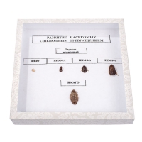 Коллекция энтомологическая "Развитие насекомых с неполным превращением" - «globural.ru» - Махачкала