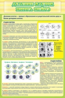 Стенд "Деление клеток митоз, мейоз" - «globural.ru» - Махачкала