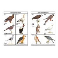 Комплект таблиц по зоологии раздаточных "Разнообразие животных. Птицы." (цвет.,лам., формат А4, 16 штук) - «globural.ru» - Махачкала