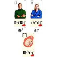 Модель-аппликация "Наследование резус-фактора" (ламинированная) - «globural.ru» - Махачкала