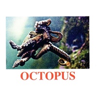 "Water Life" ("Подводный мир") английские карточки Домана - «globural.ru» - Махачкала