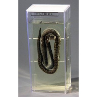 Влажный препарат «Гадюка» - «globural.ru» - Махачкала