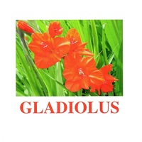 "Flowers-1" ("Цветы-1") английские карточки Домана - «globural.ru» - Махачкала