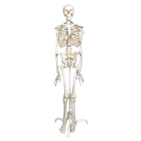Скелет человека на роликовой подставке (170 см) - «globural.ru» - Махачкала
