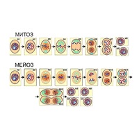 Модель-аппликация "Деление клетки. Митоз и мейоз" (ламинированная) - «globural.ru» - Махачкала