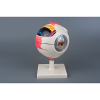 Модель «Глаз человека» (большая) - «globural.ru» - Махачкала