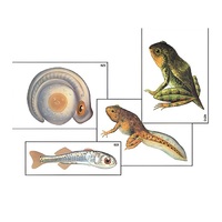 Модель-аппликация "Развитие костной рыбы и лягушки" (ламинированная) - «globural.ru» - Махачкала
