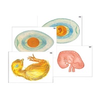 Модель-аппликация "Развитие птицы и млекопитающего (человека)" (ламинированная) - «globural.ru» - Махачкала