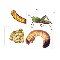 Модель-аппликация "Развитие насекомых с полным и неполным превращением" (ламинированная) - «globural.ru» - Махачкала
