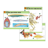 Комплект таблиц по биологии демонстрационный "Зоология 2" (16 таблиц, формат А1, лам.) - «globural.ru» - Махачкала