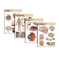 Комплект таблиц по биологии демонстрационный "Человек и его здоровье 2" (10 таблиц, формат А1, лам.) - «globural.ru» - Махачкала