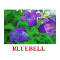 "Wild Flowers-Herbs" ("Полевые цветы-Травы") английские карточки Домана - «globural.ru» - Махачкала