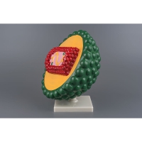 Модель "Вирус СПИДа" - «globural.ru» - Махачкала