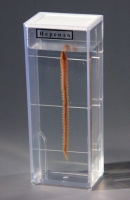 Влажный препарат Нереида - «globural.ru» - Махачкала