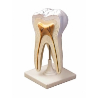 Модель строения зуба - «globural.ru» - Махачкала