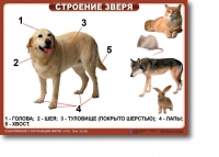 Ознакомление с окружающим миром. 1-4 класс. Комплект таблиц. Наглядные пособия для начальной школы, учебные пособия - «globural.ru» - Махачкала