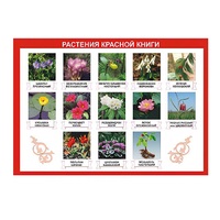 Таблица демонстрационная "Растения Красной книги" (винил 70х100) - «globural.ru» - Махачкала