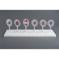 Модель Митоз и Мейоз клетки - «globural.ru» - Махачкала