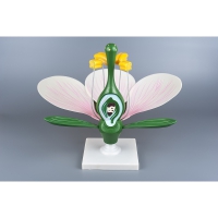 Модель "Цветок яблони" - «globural.ru» - Махачкала