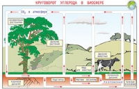 Плакаты и таблицы по общей экологии - «globural.ru» - Махачкала