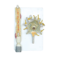 Модель "Нейрона" - «globural.ru» - Махачкала